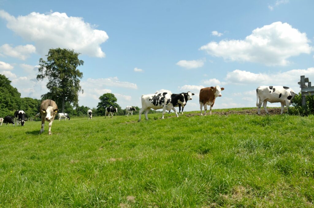 Foto: Kühe auf der Weide (copyright: LV Milch)