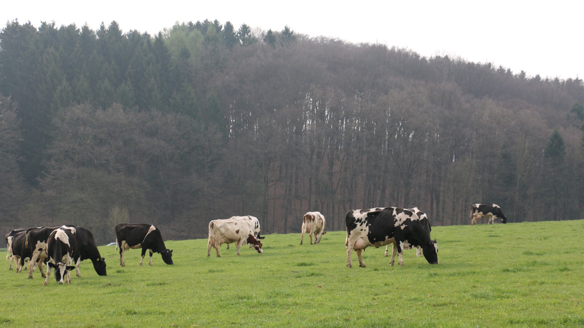 Foto: Kühe auf der Weide (copyright: milch-nrw.de