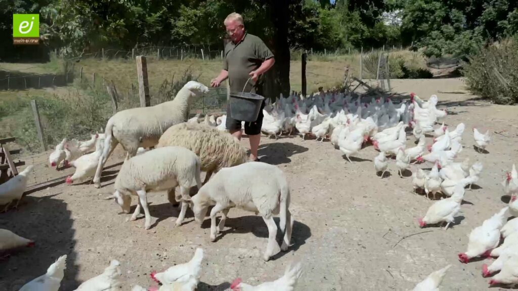Video-Still: Landwirt füttert Schafe und Legehennen (Copyright: Jörg Meyer | mein-ei.nrw)